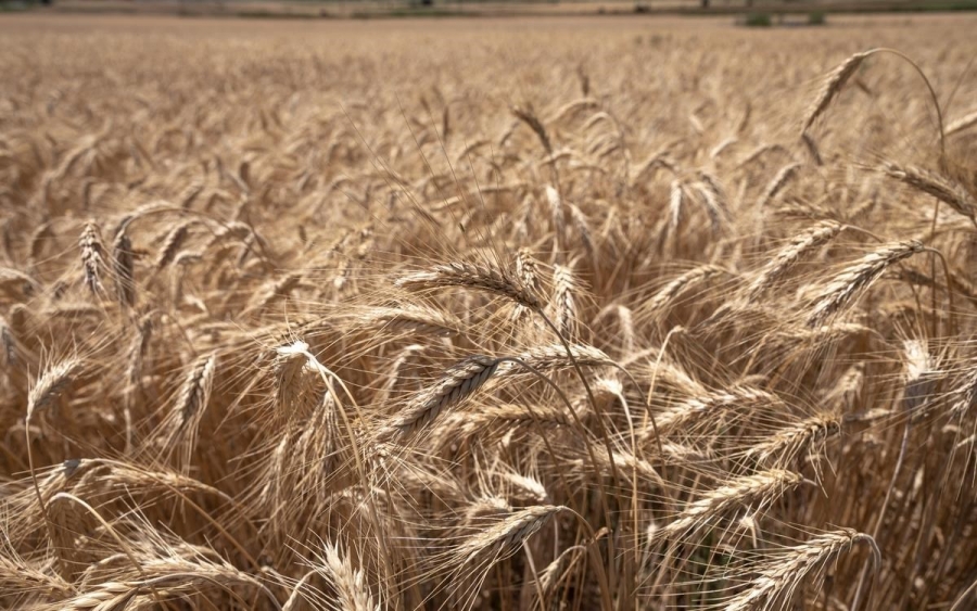 Aσφάλιση στις εξαγωγές ουκρανικών σιτηρών μέσω της ναρκοθετημένης Μαύρης Θάλασσας δίνουν εταιρείες των Lloyds