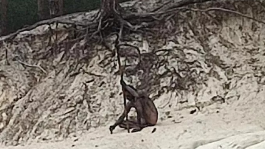 Τι συμβαίνει; Γυμνός «λυκάνθρωπος» στα βουνά της Γερμανίας – Φωτογραφία ντοκουμέντο