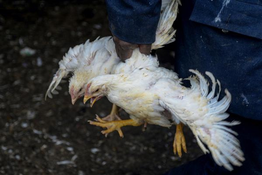 Σουηδία: Κρούσματα Η5Ν1 σε πτηνοτροφείο – Θανατώθηκαν δεκάδες χιλιάδες πτηνά