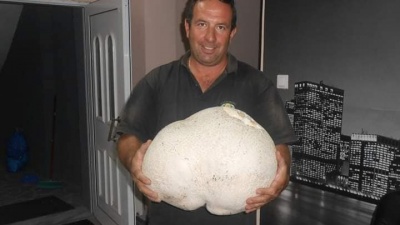 Μανιτάρι... γίγας στα Γρεβενά