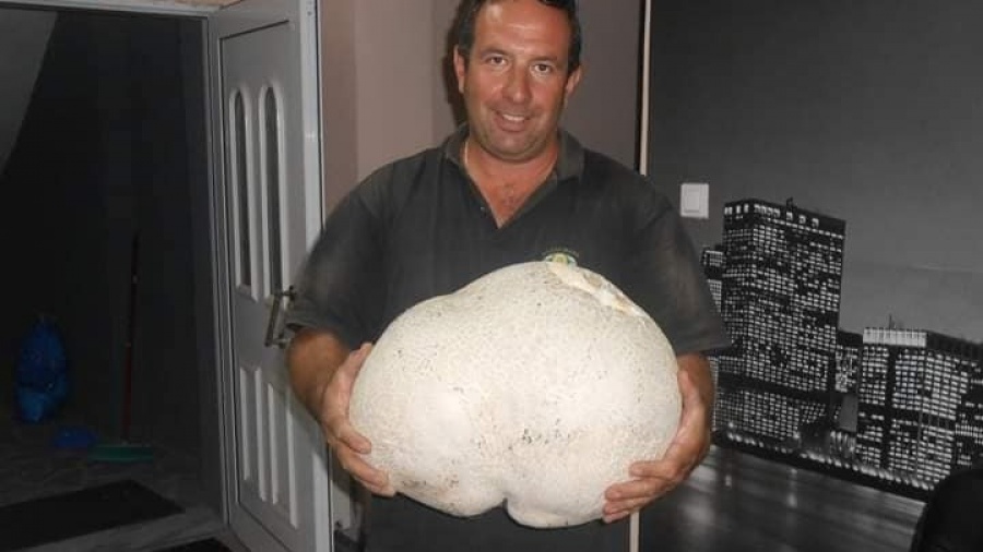 Μανιτάρι... γίγας στα Γρεβενά