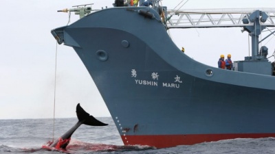 Αποχωρεί από τη Διεθνή Επιτροπή Φαλαινοθηρίας η Ιαπωνία – Στα βήματα της Φινλανδίας, Νορβηγίας
