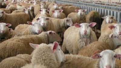 Ευλογιά των αιγοπροβάτων: Διαμαρτυρία κτηνοτρόφων στη Θεσσαλία - Τι ισχύει για την κατανάλωση κρέατος και γάλακτος