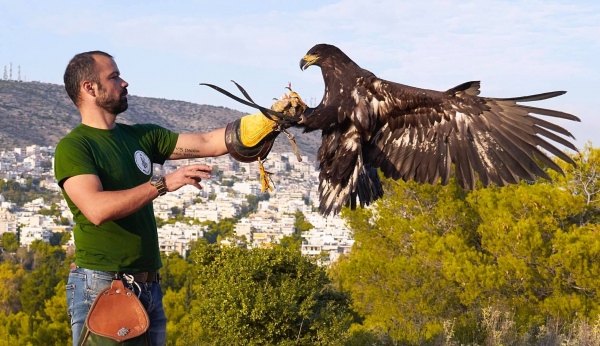 Τα γεράκια του Αθανασίου κατατροπώνουν κορακοειδή και… προκαλούν αμηχανία στους ζωοταλιμπάν (vid)