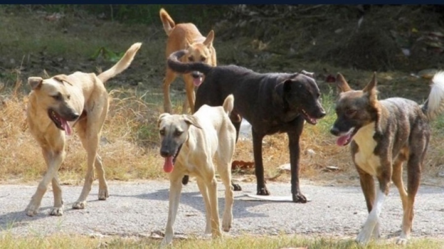 Τραγικός θάνατος 50χρονης στη Θεσσαλονίκη από επίθεση σκύλων – Συνελήφθη ο ιδιοκτήτης τους