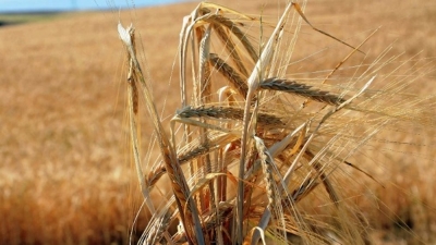 Ουκρανία: Η συγκομιδή σιτηρών μειώθηκε κατά 40%  το 2022 - Φόβοι για επιδείνωση της επισιτιστικής κρίσης