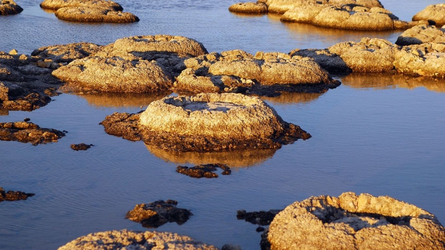 Ανατροπή στην εξέλιξη - «Ζωντανά απολιθώματα» αποκαλύπτουν πώς γεννήθηκε η σύνθετη ζωή