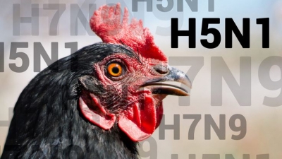 Ισπανία: Κρούσμα γρίπης των πτηνών σε άνθρωπο - Εργαζόμενος σε πτηνοτροφείο, ήταν ασυμπτωματικός
