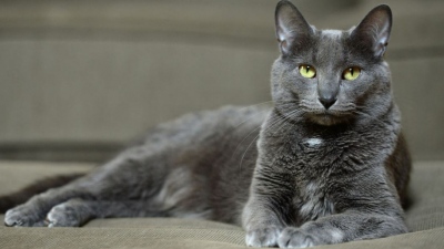 Πώς θα κάνετε τη γάτα σας να υπακούσει στο κάλεσμά σας