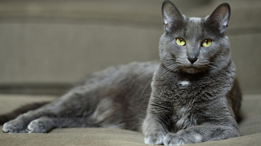 Πώς θα κάνετε τη γάτα σας να υπακούσει στο κάλεσμά σας