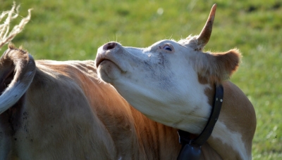 Βραζιλία: Κρούσμα της νόσου των τρελών αγελάδων – Ανεστάλησαν οι εξαγωγές βοδινού στην Κίνα