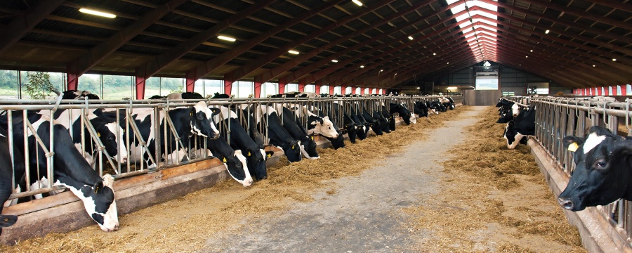 Ο Καναδάς αποζημιώνει τους γαλακτοπαραγωγούς του με 1,3 δισ.δολάρια
