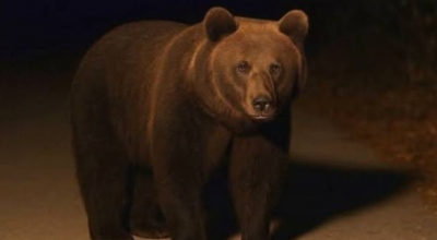 Σοκ - Η εικόνα της αρκούδας που τρομοκρατεί τους κατοίκους της Καβάλας στο Παγγαίο – Έτσι την έφτιαξε το ΑΙ