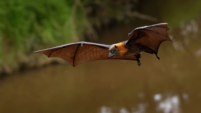 Συναγερμός στο βόρειο Λάος: Ανακαλύφθηκαν νέοι κορωνοϊοί σε νυχτερίδες – Μπορούν να μολύνουν τους ανθρώπους