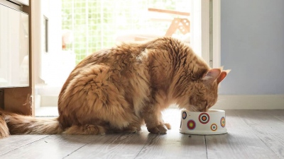 Το θανατηφόρο λάθος που κάνουν οι ιδιοκτήτες γάτας και οδηγεί το κατοικίδιο στο θάνατο