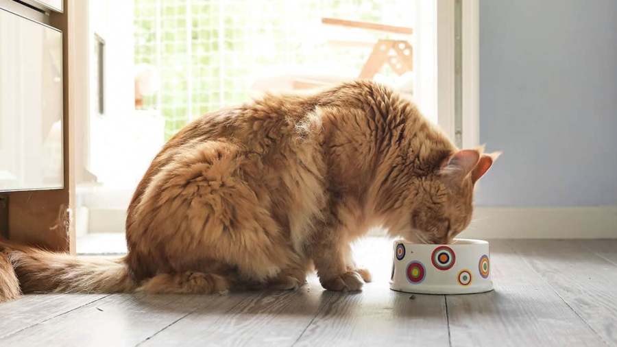 Το θανατηφόρο λάθος που κάνουν οι ιδιοκτήτες γάτας και οδηγεί το κατοικίδιο στο θάνατο