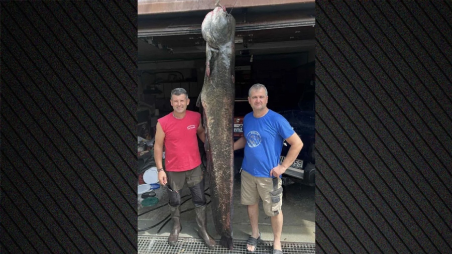 Κοζάνη: Ψαράδες έπιασαν γουλιανό 100 κιλών στη λίμνη Πολυφύτου