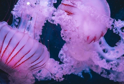 Θυμάστε τις μωβ μέδουσες; Επιστρέφουν και πάλι στις θάλασσες μας