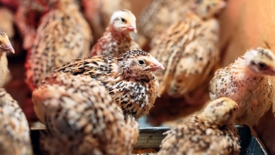 Θανατώνονται 25.000 ορτύκια στη Βουλγαρία και καταστρέφονται τα αυγά τους λόγω της γρίπης των πτηνών