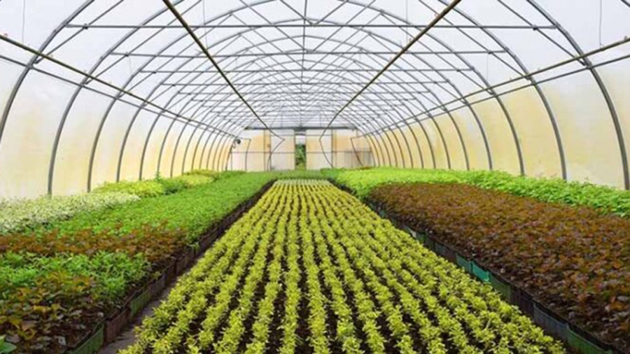 Διευρύνεται ο «Κόμβος Θερμοκηπίων» για την ανάπτυξη των καλλιεργειών