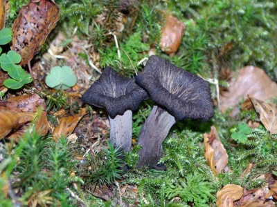 Θεσσαλονίκη: Με οξεία ηπατική ανεπάρκεια νοσηλεύεται ζευγάρι που κατανάλωσε μαύρα μανιτάρια - Αναμονή για μεταμόσχευση