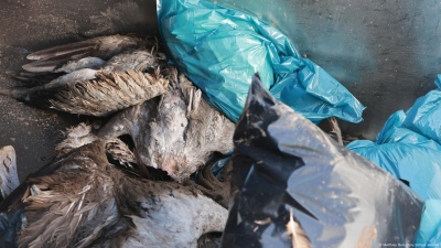 Ανησυχία στη Γερμανία για τη γρίπη των πτηνών