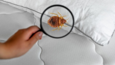 Είναι οι κοριοί μια νέα διεθνής απειλή;