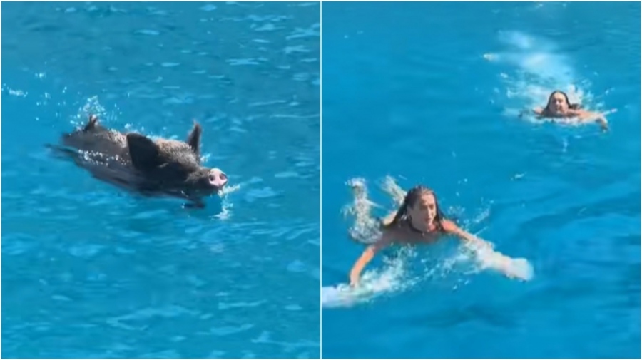 Όλοι πλέον διώχνουν τους τουρίστες -  Αγριογούρουνο στην Ιθάκη καταδίωξε λουόμενες μέσα στη θάλασσα