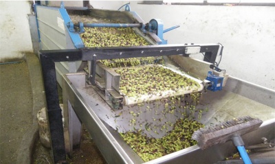 Ζαφείρης (ΓΓ Βιομηχανίας): Περί τα 11 χιλ. ελαιοτριβεία λειτουργούν σε καθεστώς παραβατικότητας