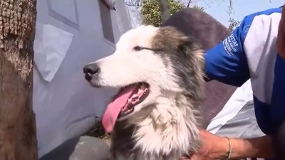 Σεισμός στην Τουρκία: Σκύλος βγήκε ζωντανός από τα συντρίμμια μετά από 23 μέρες