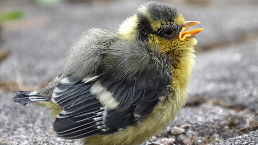 Αμηχανία στους επιστήμονες - Τα πουλιά στις πόλεις φοβούνται περισσότερο τις γυναίκες
