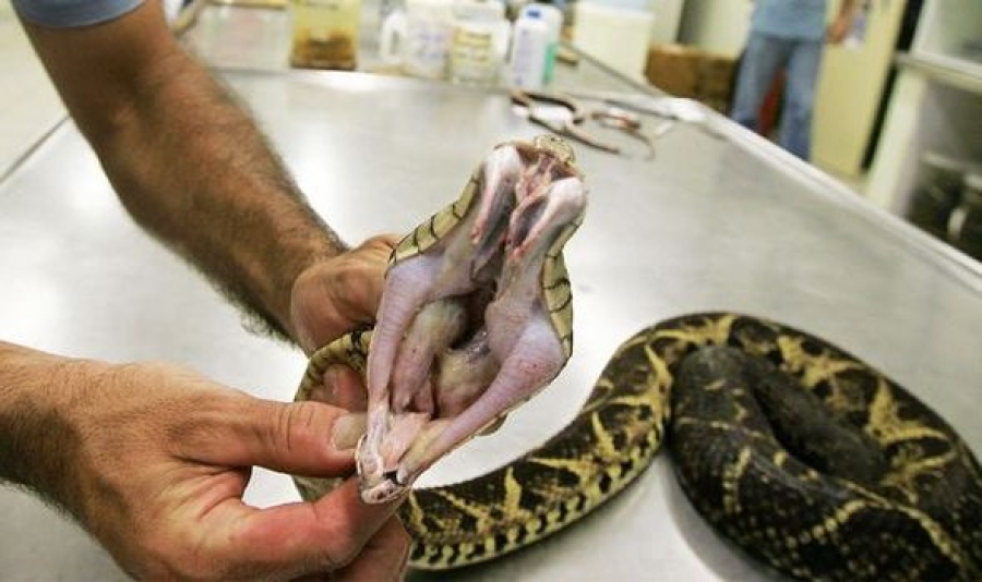 Βραζιλιάνοι ερευνητές βρίσκουν πιθανή θεραπεία COVID στο δηλητήριο του φιδιού jararacussu