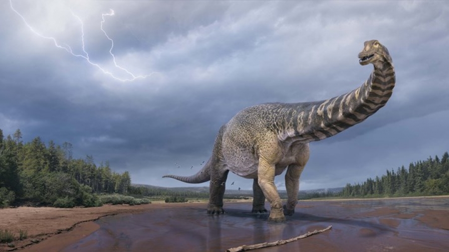 Αυστραλοτιτάν: Ο μεγαλύτερος δεινόσαυρος που είχε μήκος όσο ένα γήπεδο μπάσκετ