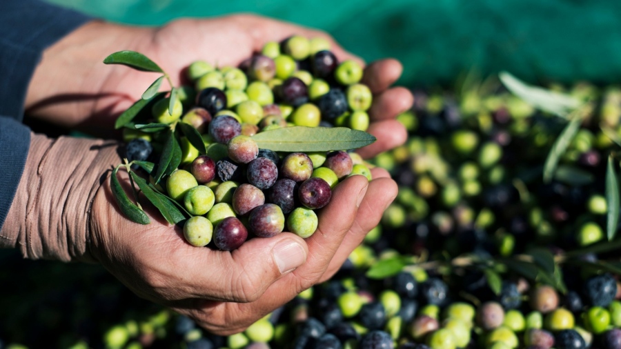 Θύελλα στους ελαιοπαραγωγούς από τους δασμούς Trump - Πλεόνασμα προσφοράς και πτώση τιμών εντός ΕΕ