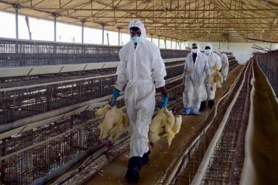 Οι Ινδοί θανατώνουν χιλιάδες ζώα φοβούμενοι τον νέο ιό...H5N8