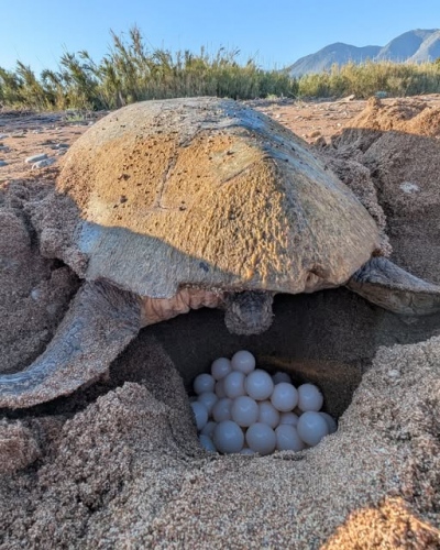 Πελοπόννησος: Θαλάσσια χελώνα Καρέττα γεννά εδώ και 32 χρόνια στον Κυπαρισσιακό Κόλπο
