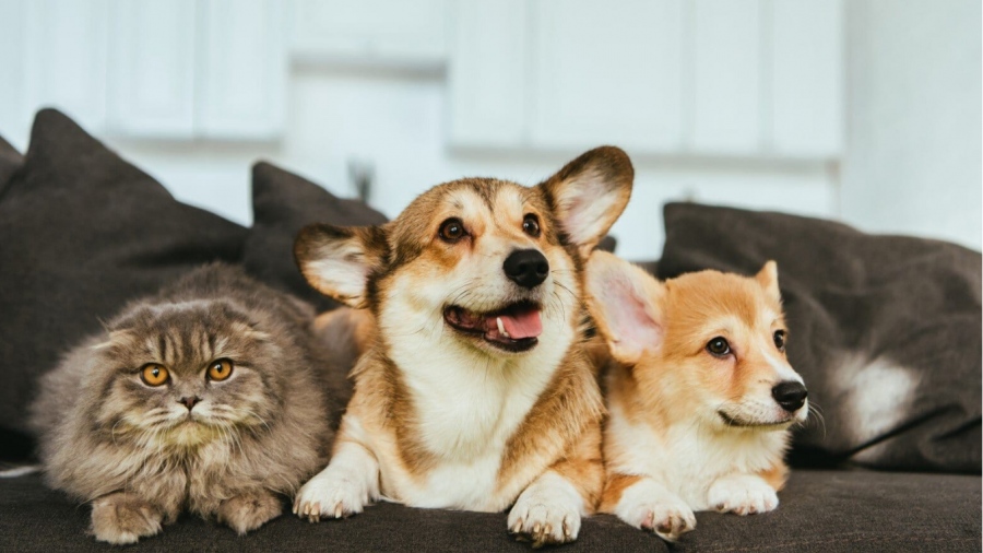 Σιωπηλοί δολοφόνοι μέσα στο σπίτι - Τα καθημερινά αντικείμενα που μπορούν να σκοτώσουν το κατοικίδιό σας