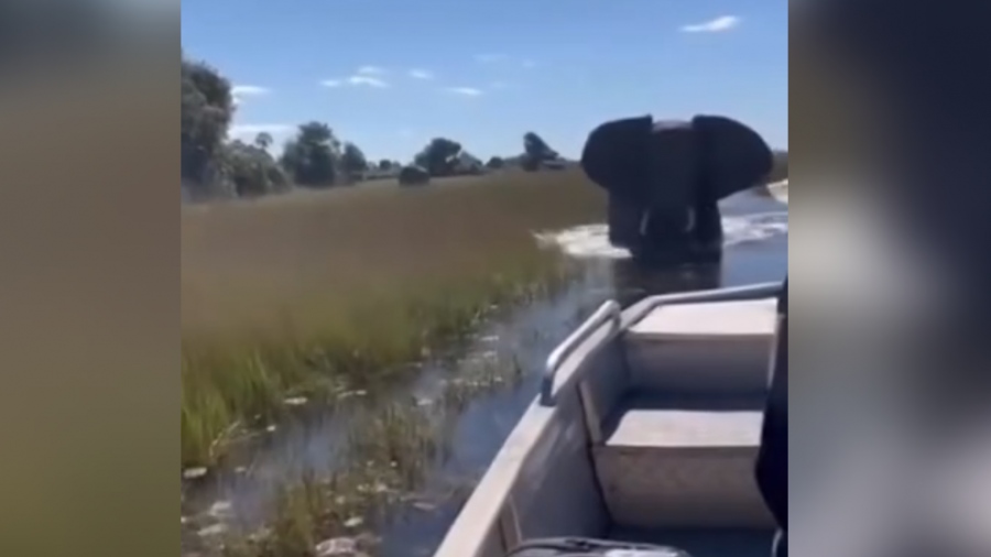 Ελέφαντας επιτίθεται σε βάρκα με τουρίστες σε ποταμό γεμάτο με κροκόδειλους (vid)