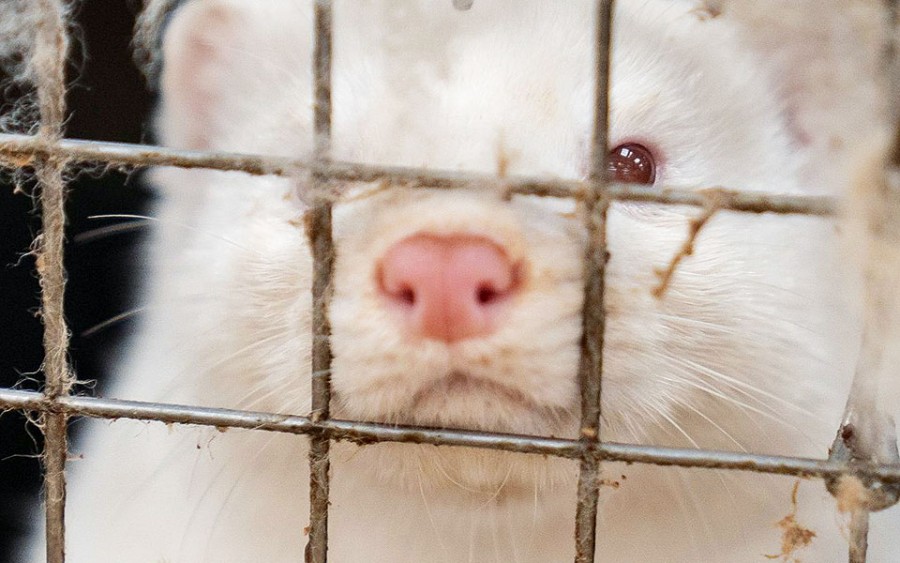 Κοζάνη: Eυθανασία για 2.500 βιζόν με Covid-19 - Δεν ανιχνεύθηκε μετάλλαξη