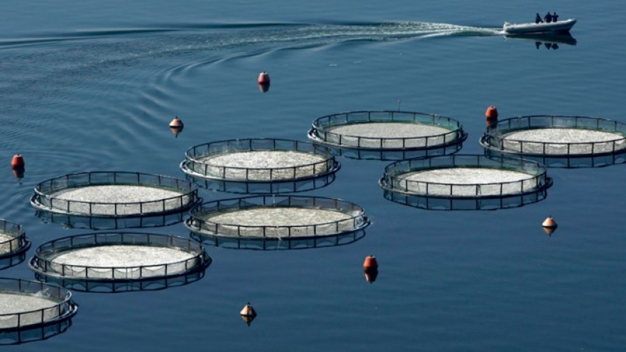 Πωλήσεις 546 εκατ. ευρώ για την ελληνική ιχθυοκαλλιέργεια το 2020