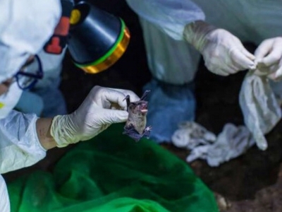 Επιστήμονες της Wuhan παραδέχονται ότι τους είχαν δαγκώσει νυχτερίδες με κορωνοϊό