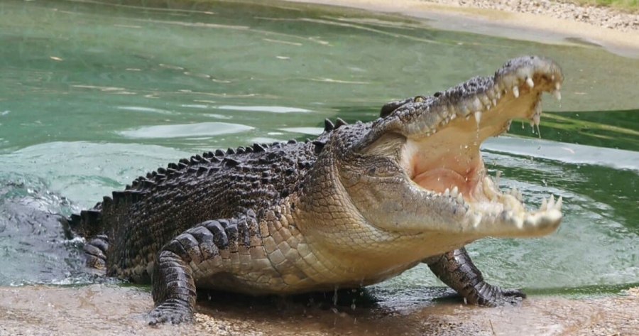 Το Ισραήλ εξοντώνει και τους κροκόδειλους - Σφαγιάστηκαν πάνω από 200 στην κατεχόμενη Δυτική Όχθη