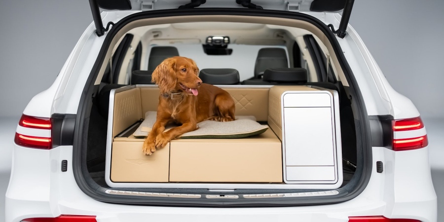 Οι σκύλοι νιώθουν πιο άνετα στα ηλεκτρικά αυτοκίνητα