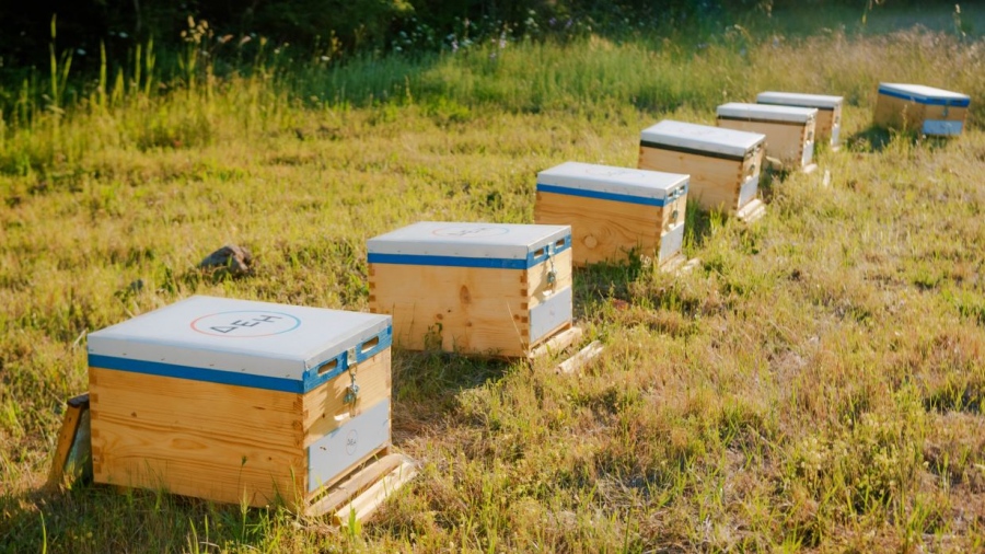 Restart Evros: Η ΔΕΗ στηρίζει την αναγέννηση της φύσης στον Έβρο με 660.000 μέλισσες