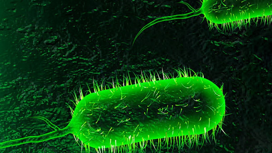 Πανικός στην Τουρκία - Οι μολυσμένες θάλασσές της προκαλούν χολέρα - Κίνδυνος για τον τουρισμό