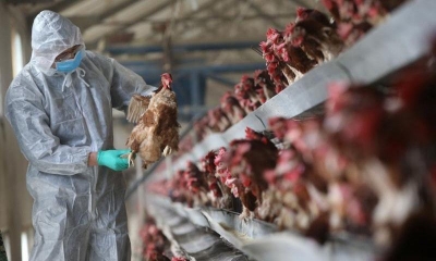 Νέο SOS από την Κίνα - Έκρηξη της γρίπης των πτηνών, φόβοι για νέες, πιο μεταδοτικές παραλλάξεις