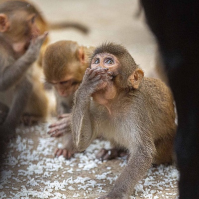 Η Ινδία ανησυχεί πως... οι μαϊμούδες θα καταστρέψουν την G20 - Το απίστευτο σχέδιο πριν το χάος