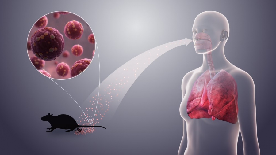 Ξέσπασμα ιού hantavirus σημειώθηκε σε κρουαζιερόπλοιο στον Ατλαντικό Ωκεανό, με αποτέλεσμα να πεθάνουν 3 άτομα