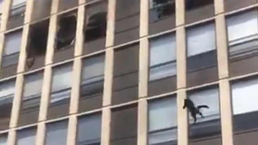 Η απίστευτη προσγείωση γάτας από τον 5ο όροφο κτιρίου που φλέγεται - Έμειναν όλοι έκπληκτοι