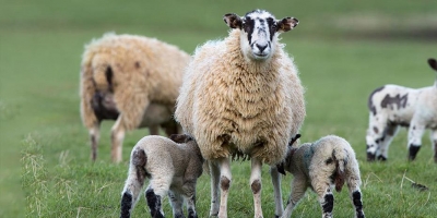 Ξεκινούν οι αιτήσεις για ενισχύσεις 89 εκατ. ευρώ σε κτηνοτρόφους
